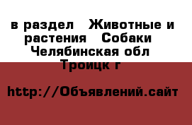  в раздел : Животные и растения » Собаки . Челябинская обл.,Троицк г.